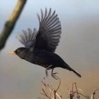 Blackbird Sings